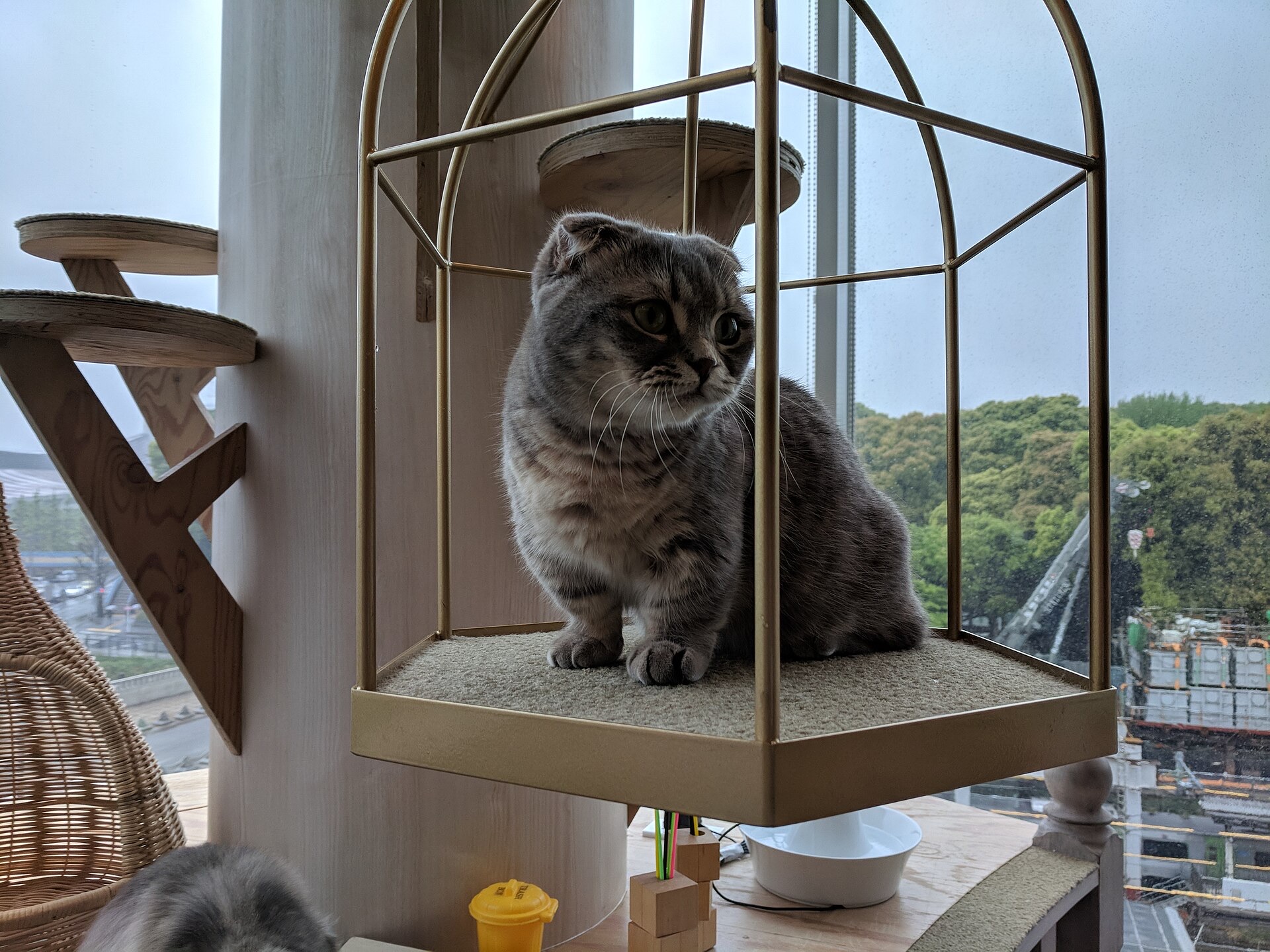 渋谷の猫カフェで金色の止まり台に座る灰色の猫