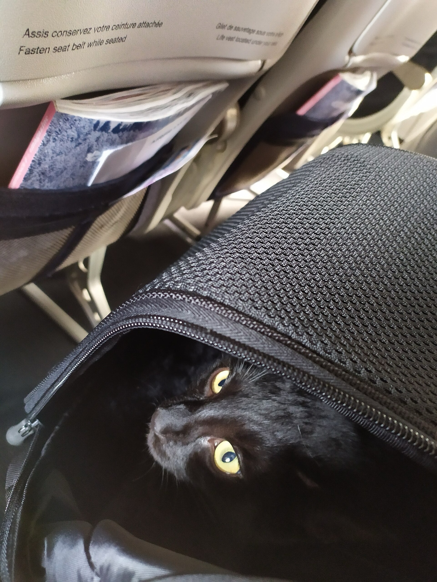 飛行機の座席下に置かれたソフトキャリーから顔を出す黒猫