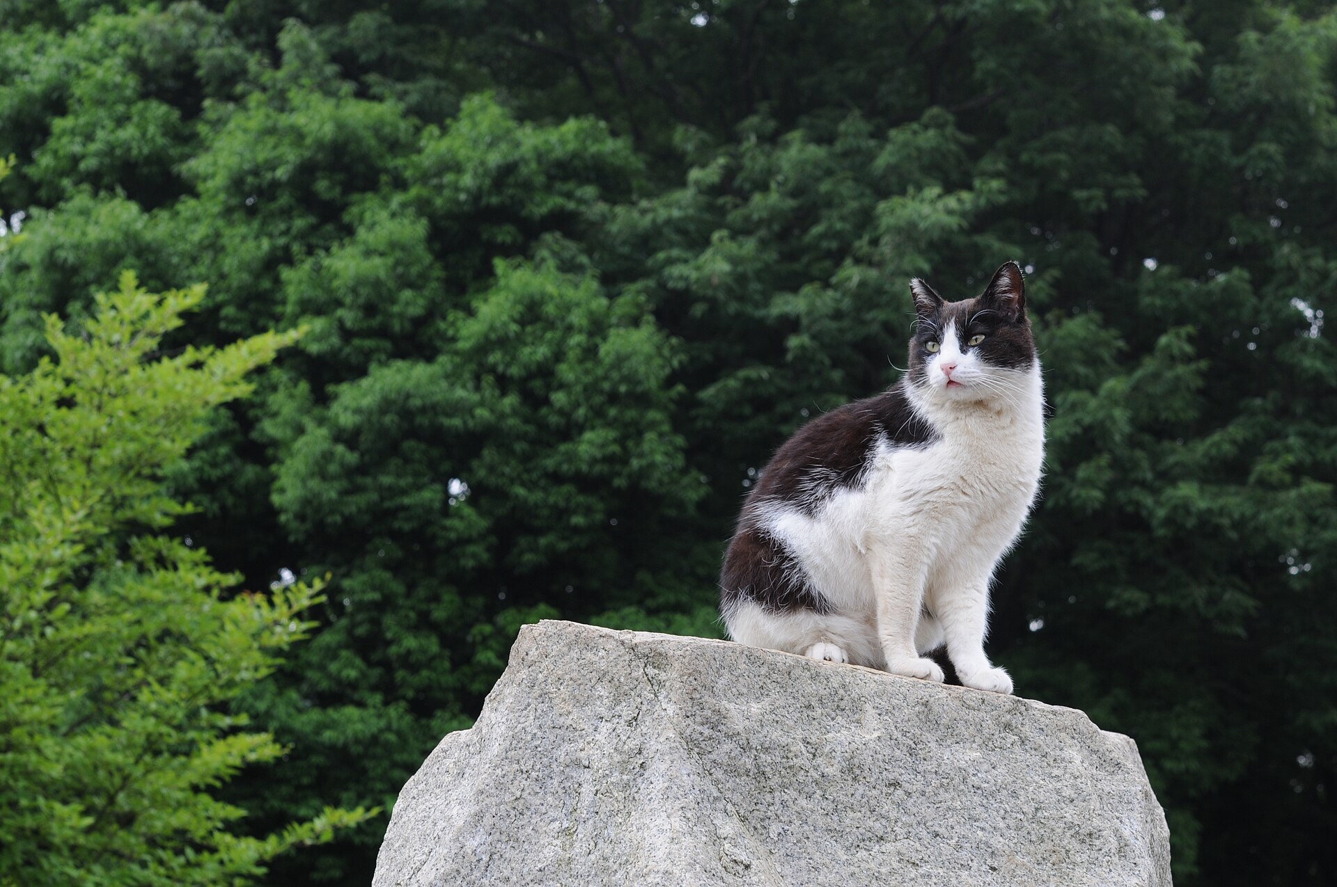 緑の木々を背景に大きな岩の上へ座る白黒猫