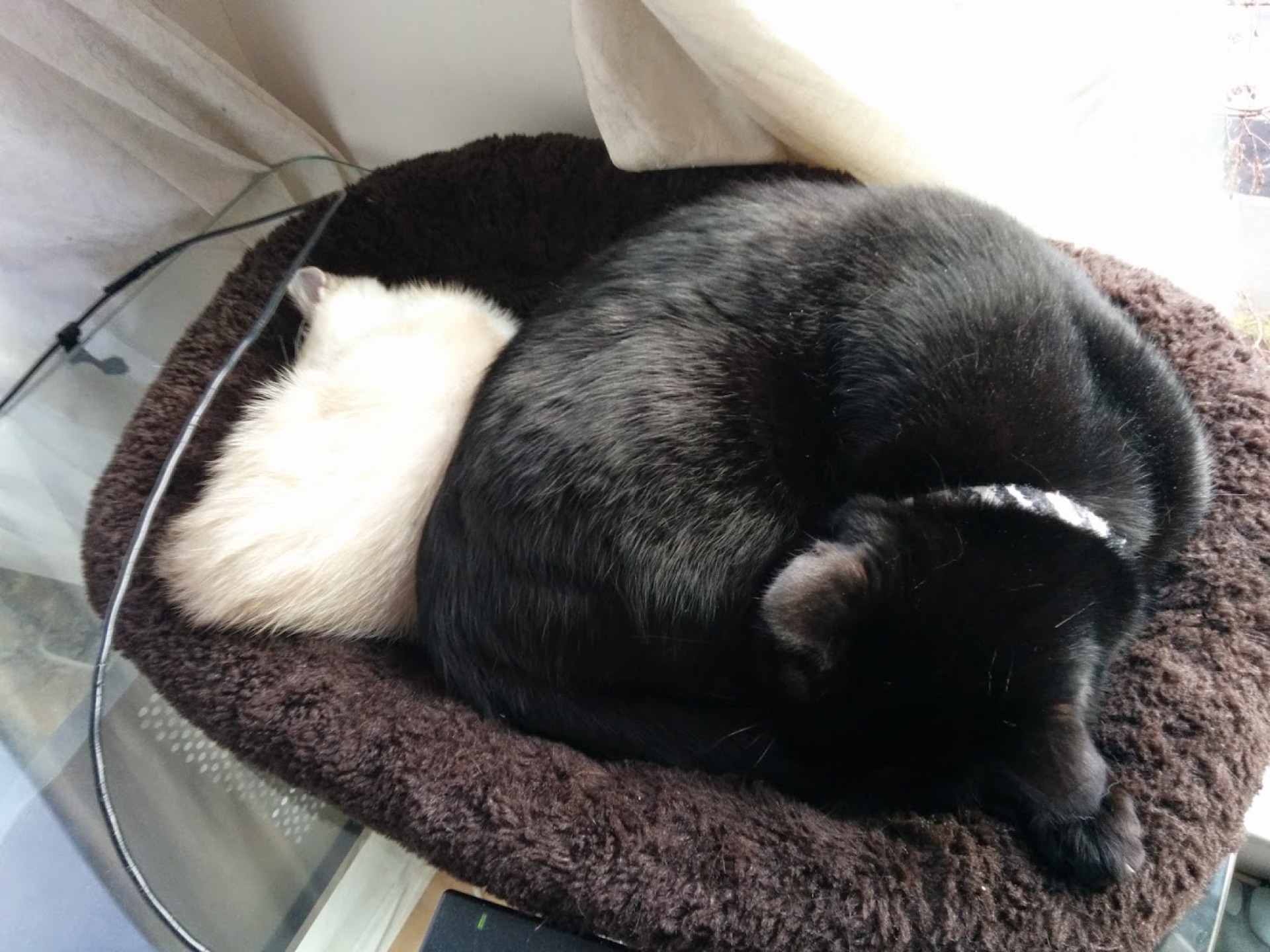 白い預かり子猫に寄り添って丸くなる黒猫