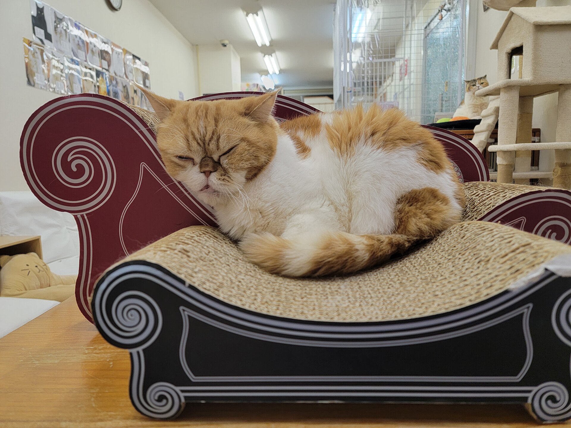 日本の猫カフェでソファ型の爪とぎに横たわる茶白の猫