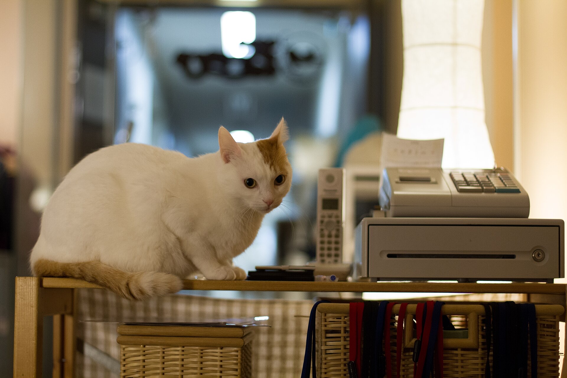 猫カフェのレジ横でこちらを見る白茶の猫