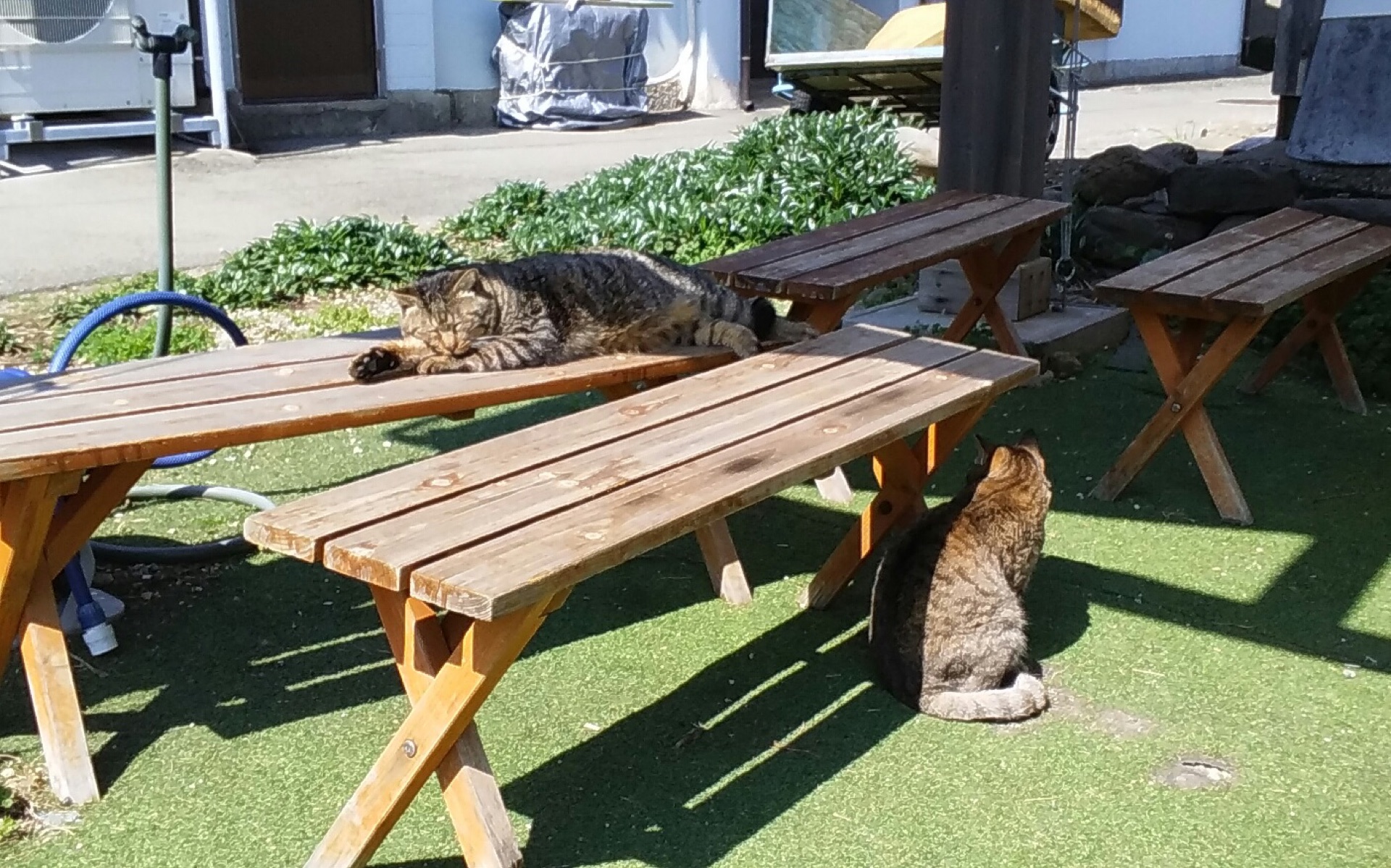 福岡県新宮町の相島で木のベンチの周りにいる二匹の猫