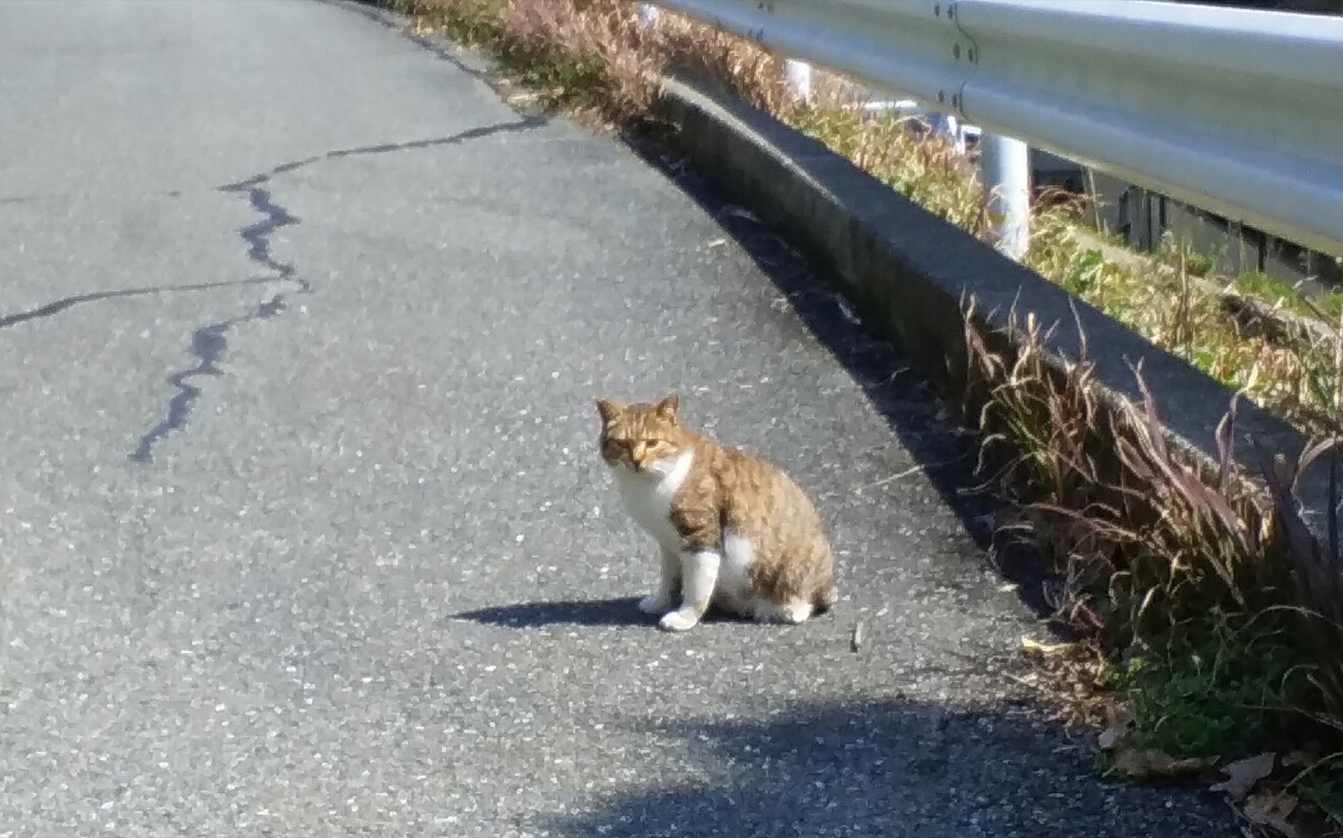 福岡県新宮町の相島の坂道に座る茶白の猫