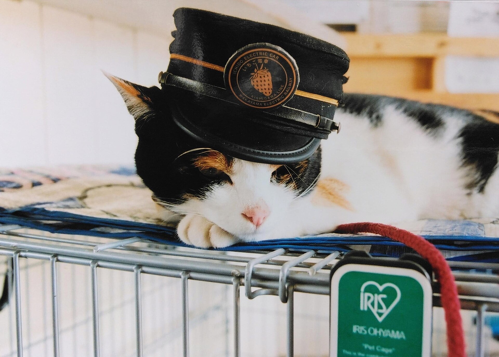 和歌山電鐵の帽子をかぶり貴志駅のケージの上で眠る猫駅長