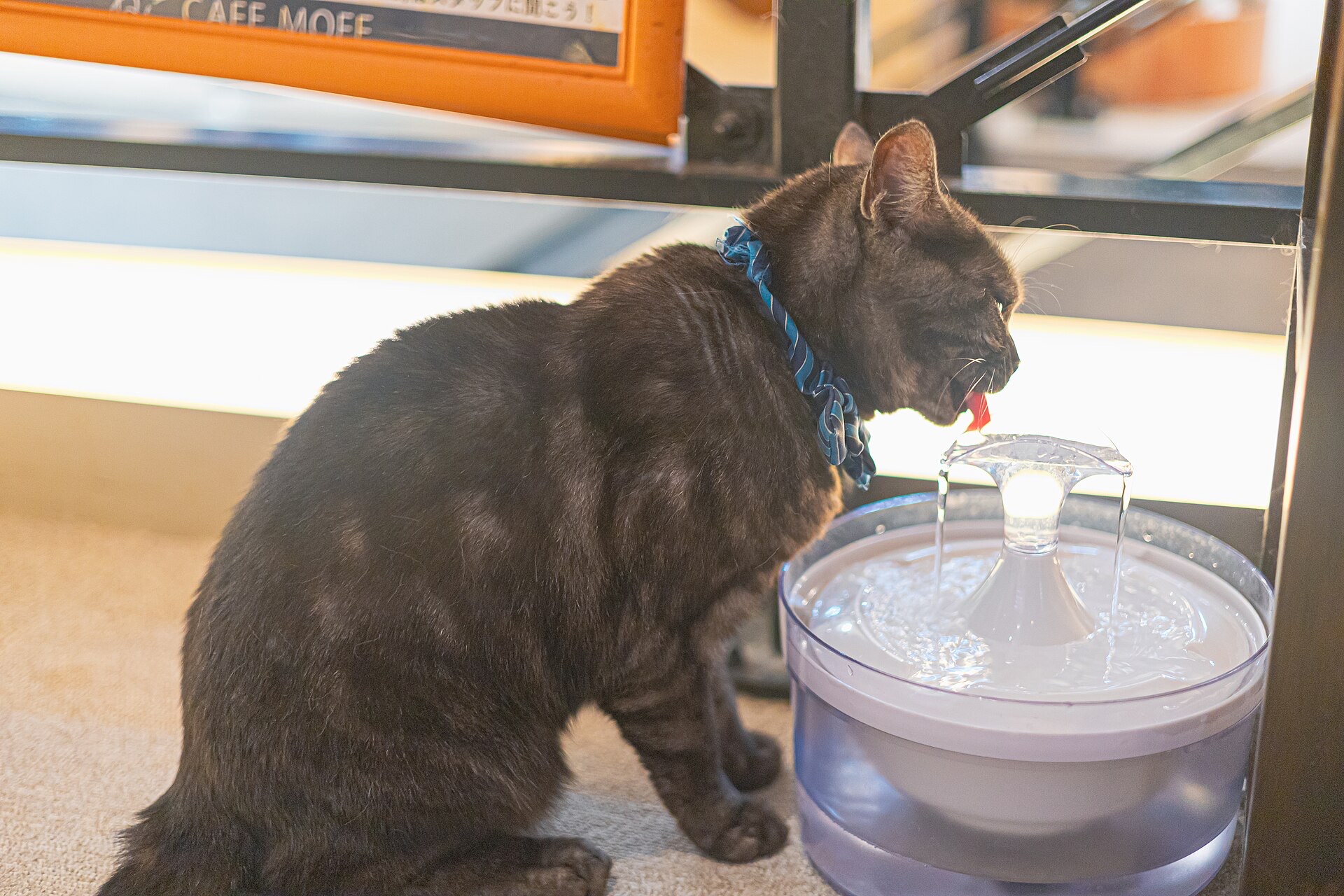 Cat Café MOFF ヨドバシAkiba店で給水器から水を飲む黒猫