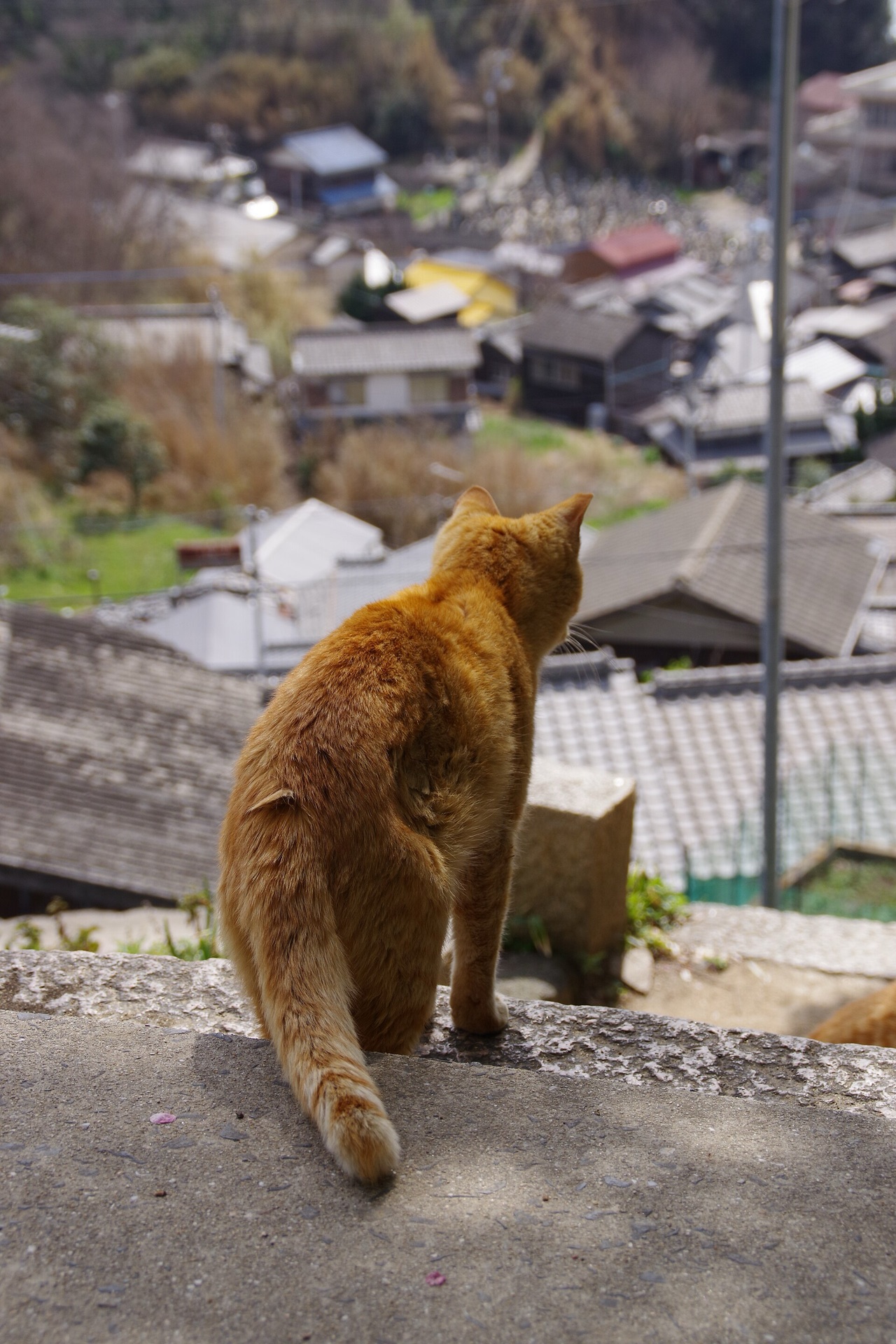 男木島の坂の上から集落を見下ろす茶トラ猫