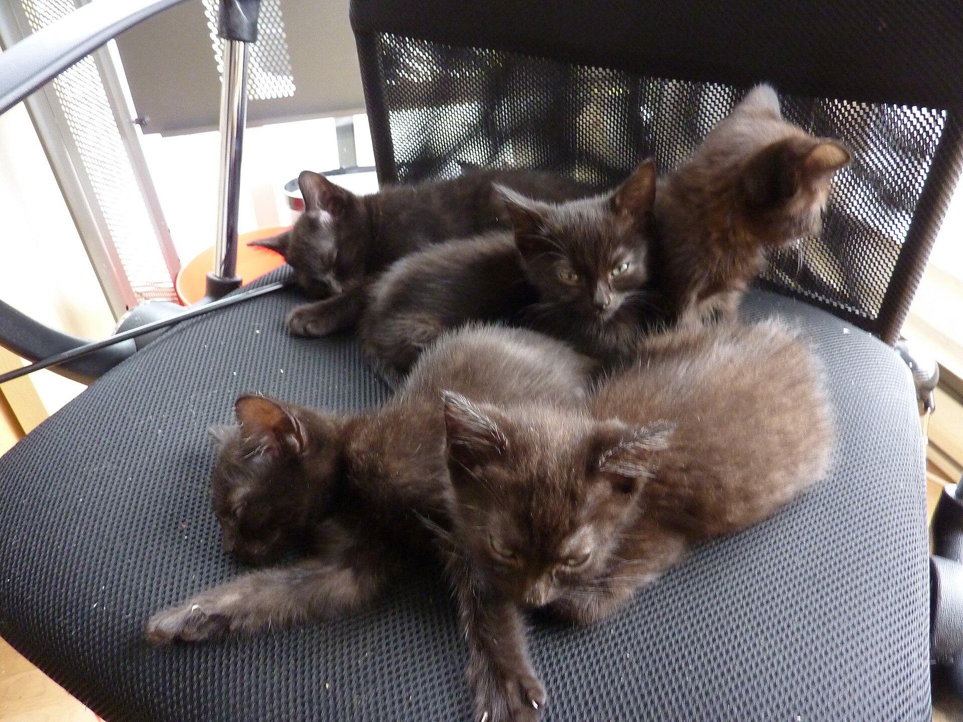 預かり家庭の椅子で寄り添って休む黒い子猫たち